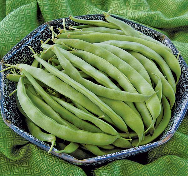 Named during an 1898 contest, Bountiful is one of the most widely planted green beans in the early 20th century.